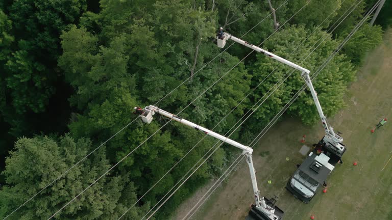 How Our Tree Care Process Works  in Lebanon, OH